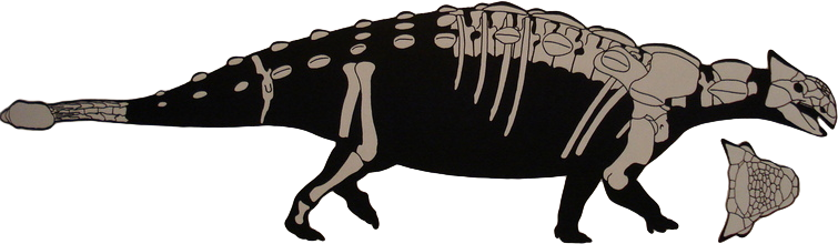 Ankylosaurus Was A Large, Armoured Dinosaur Within - Ankylosaurus Size To Triceratops (755x220)