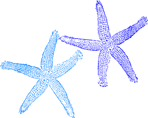 Starfish Drawing Cliparts - Starfish Clip Art Free (600x479)