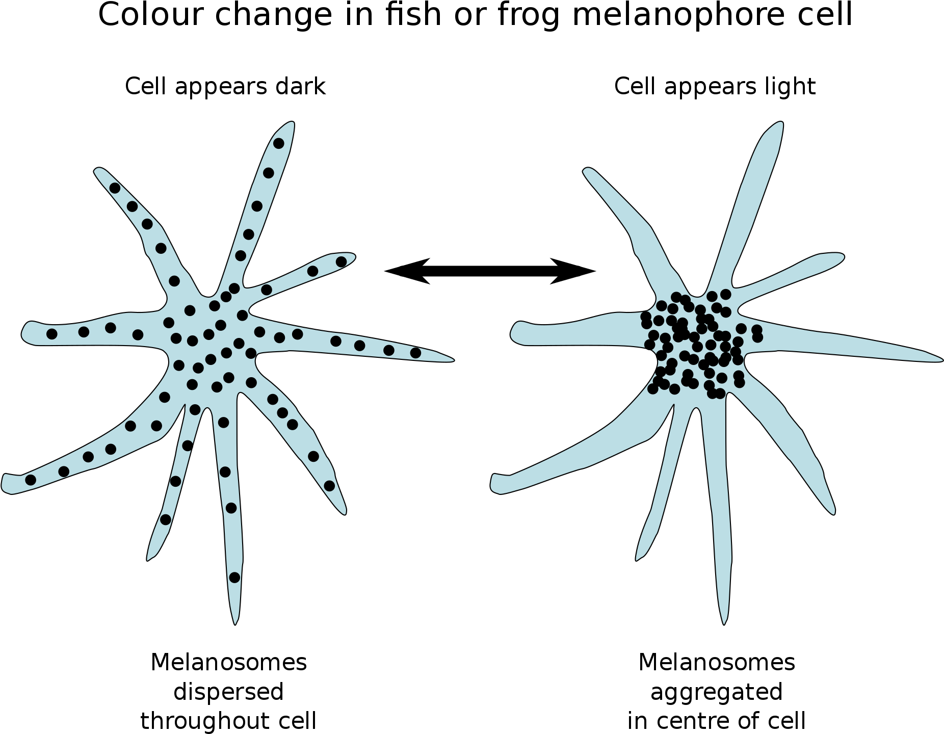 Fish Outlines For Children 4, Buy Clip Art - Chromatophore (2000x1587)