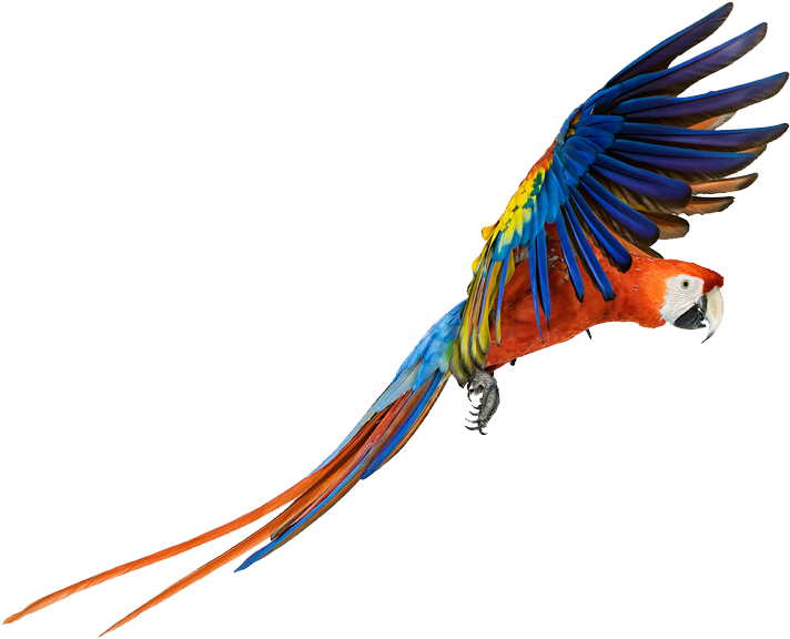 Macaw Clipart Beautiful Bird - Macaw Png (784x610)