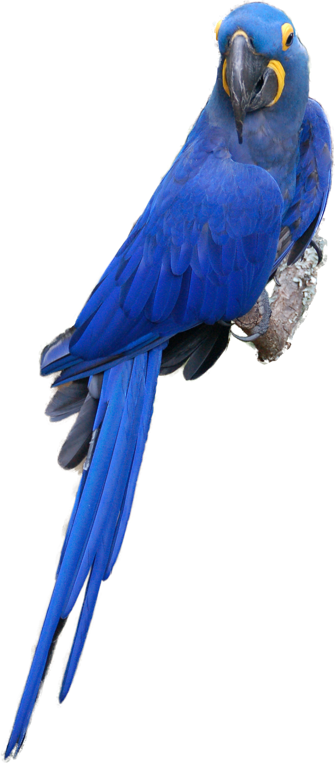 Scarlet Macaw Clipart Blue Macaw - Blue Ara Parrot Png (1384x2511)