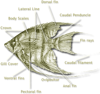 Angelfish Clipart Fish Fin - Angelfish Anatomy (333x400)