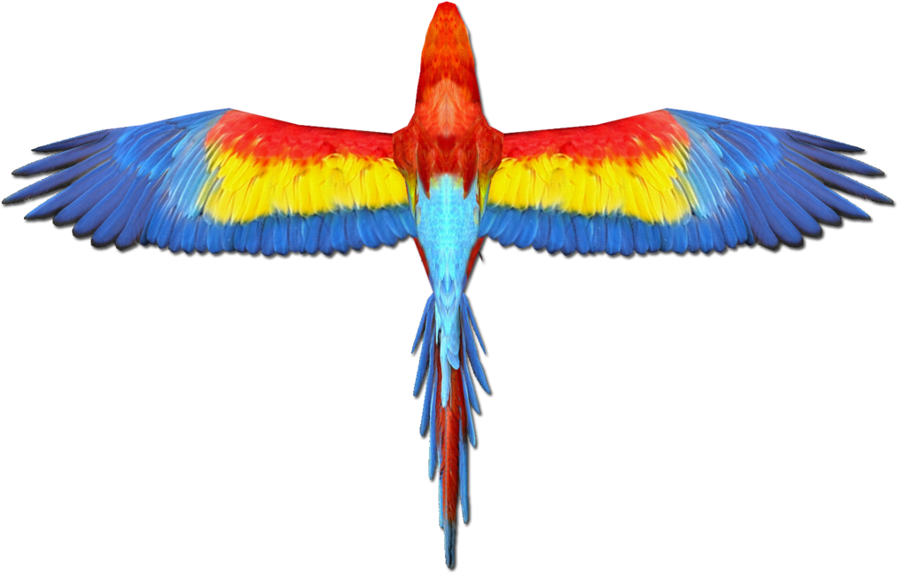 Updated Scarlet Macaw Wings By Grandechartreuse - Scarlet Macaw (1024x655)