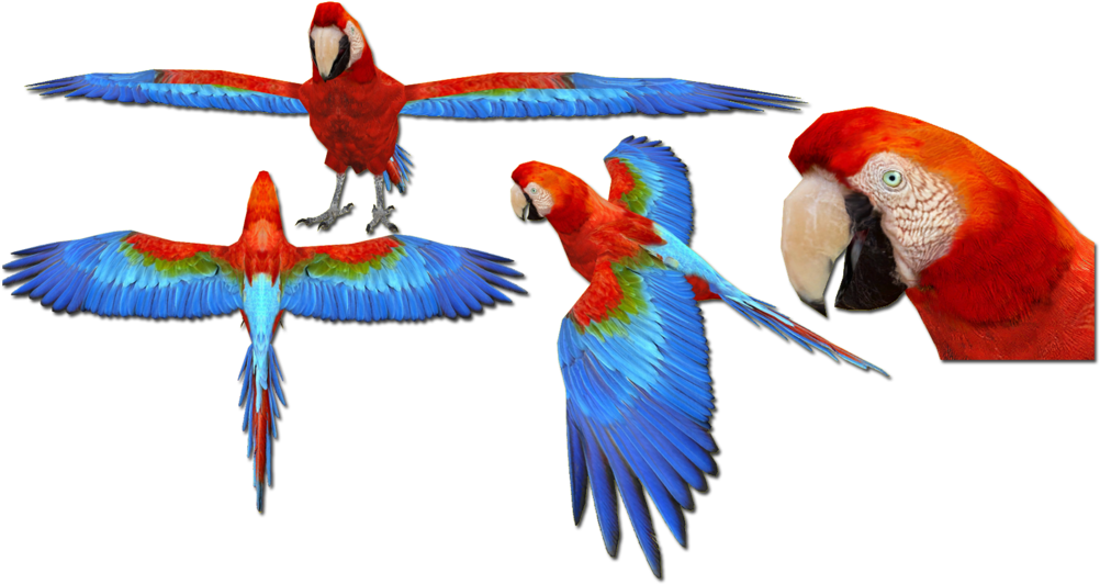Scarlet Macaw Views By Grandechartreuse - Zoo Tycoon 2 Macaw (1024x542)
