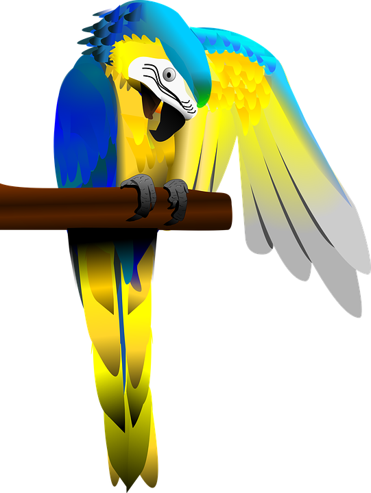 Macaw Png - Blue And Gold Macaw Transparent (541x720)
