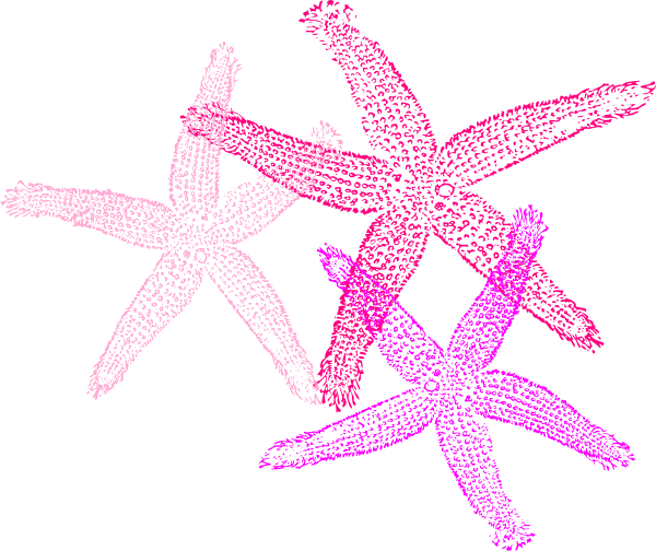 Starfish Design Png (600x504)