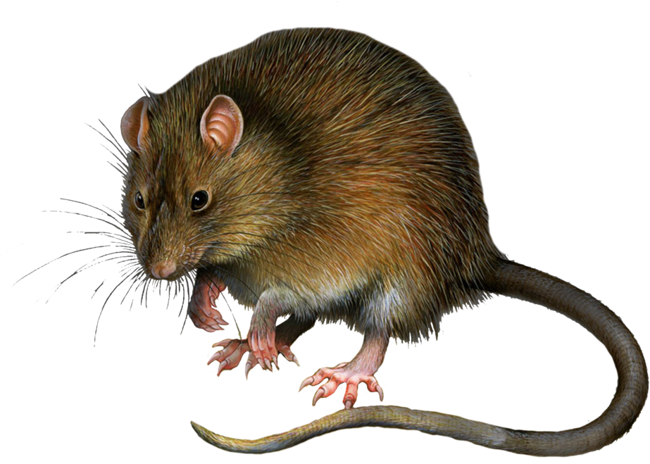 Png - Rat Png (1024x746)