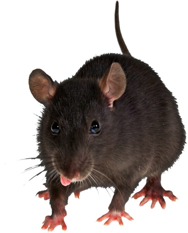 Mouse Rat Png Image - Rats With Transparent Background (1024x746)