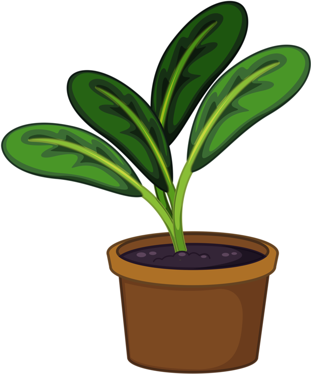 Pot Plant Clipart Transparent - Pot Plant Png Clipart (659x800)