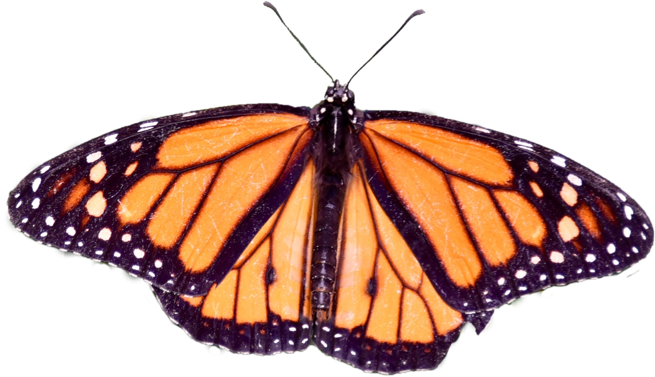 Butterfly Png By Becky87williams Butterfly Png By Becky87williams - Angangueo (2100x1500)