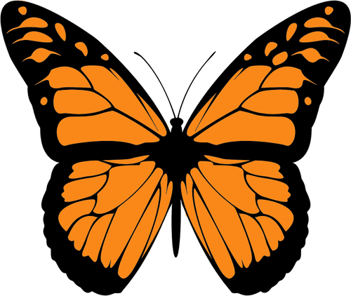 Vector Image Of Orange Butterfly With Wide Spread Wings - Draw A Monarch Butterfly (500x422)