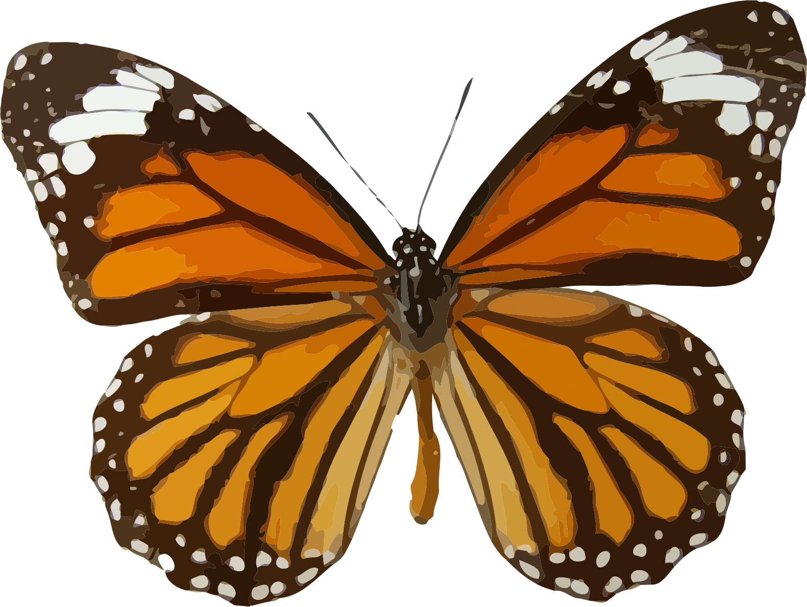 Big Image - Brown And Orange Butterfly (1578x1187)