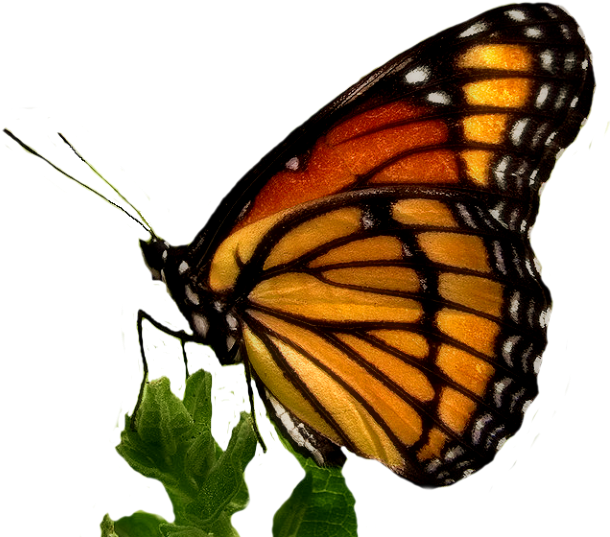 Giant Swallowtail, Viceroy Monarch Butterfly - Poem To A Butterfly By William Wordsworth (617x540)