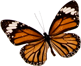 Butterfly Png - Art Print: Monarch Butterfly Study : 24x18in (448x336)