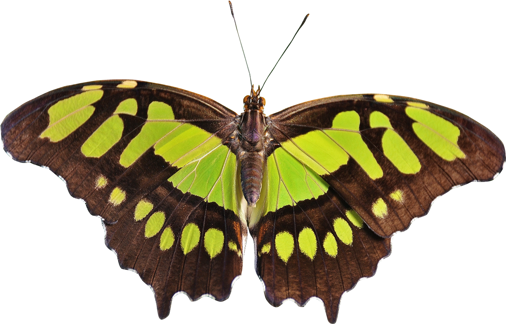 Butterfly Png Transparent Image - Png Transparent Butterfly Transparent (1928x1305)