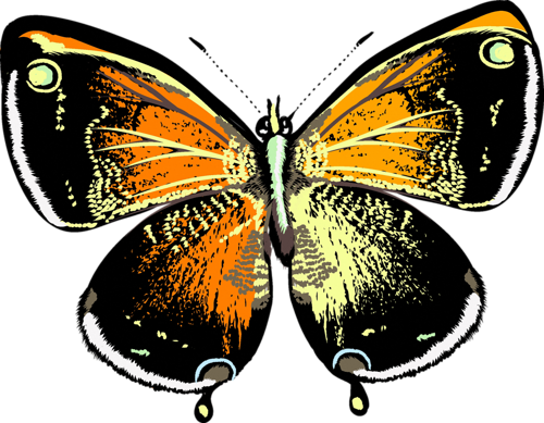 Png Kelebek Görselleri Butterfly Png - Large Copper (500x389)