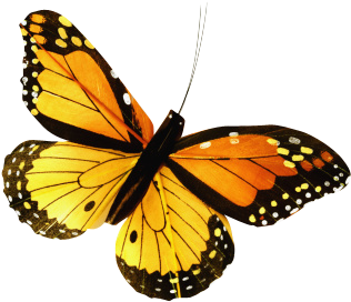 Butterfly - Butterfly (414x414)