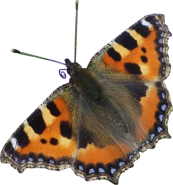 Red Admiral Butterfly Transparent Png Image - Letting Go: Taking Control By Letting Go (348x372)