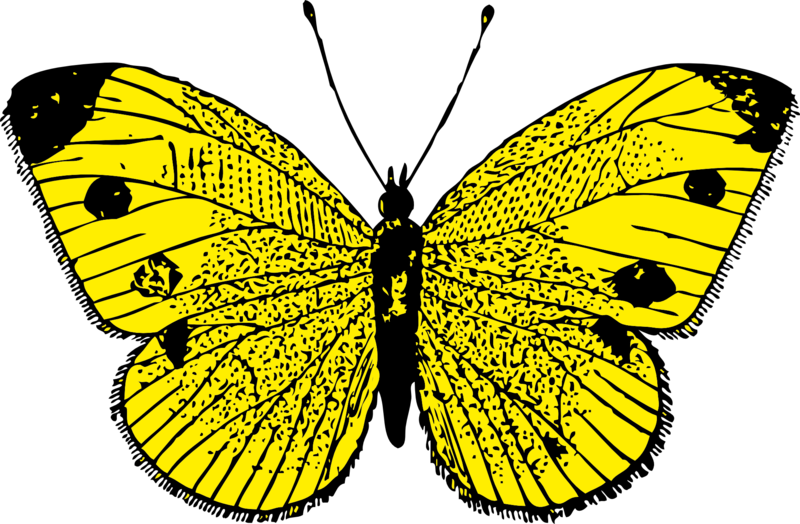 Kelebek Resimleri Yükle, Butterfly Png Pictures, Butterfly - Custom Yellow Butterfly Shower Curtain (800x524)