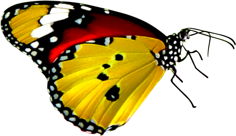 Download Png Balloon Image - Black Yellow Red Butterfly (837x501)