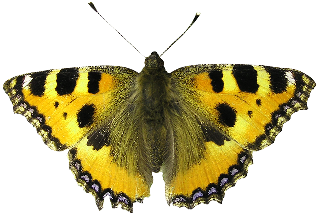 Isolated Butterfly Butterfly Png Image - Difference Between A Moth (1280x1175)