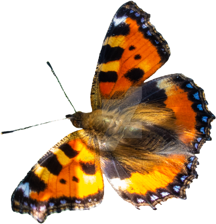 Butterfly Png By Bunny With Camera - Butterfly (894x894)