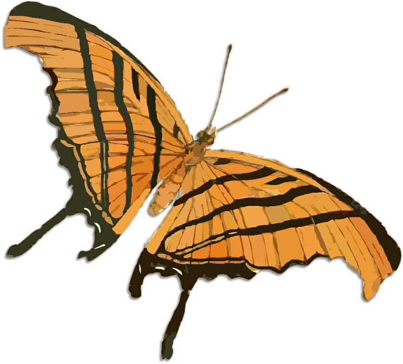 Butterfly Illustration 11, - European Butterflies & Moths (798x720)