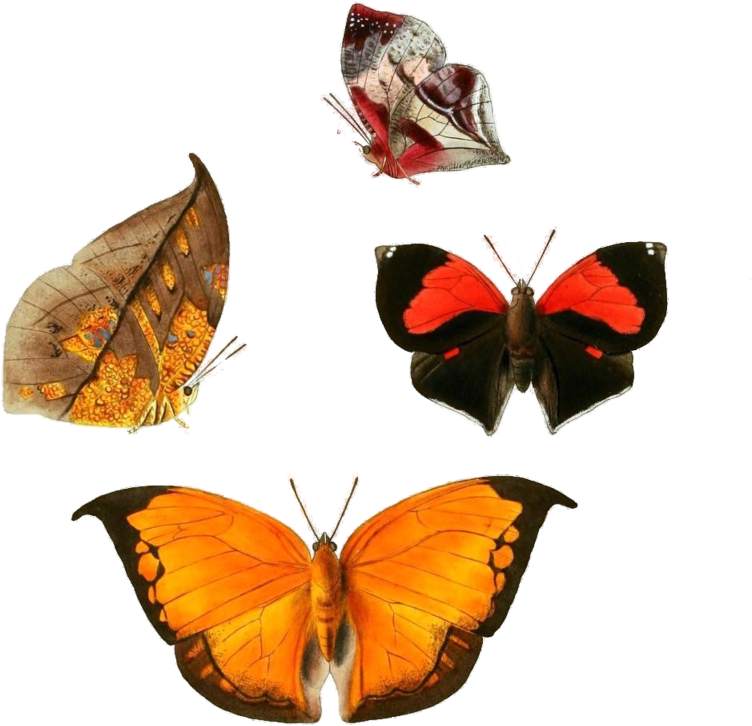 Butterflies Png By Camelfobia - Exotic Butterflies 1866 Siderone Canvas Art - W Chapman (900x860)