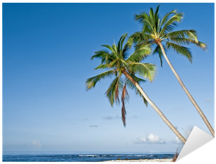 Vinilo Pixerstick Playa Con Palmeras De Coco En La - Attalea Speciosa (400x400)