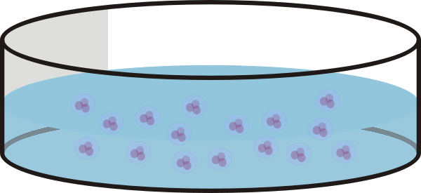 Culture Dish With Cells Clip Art At Clker - Cell Culture Dish Cartoon (600x275)