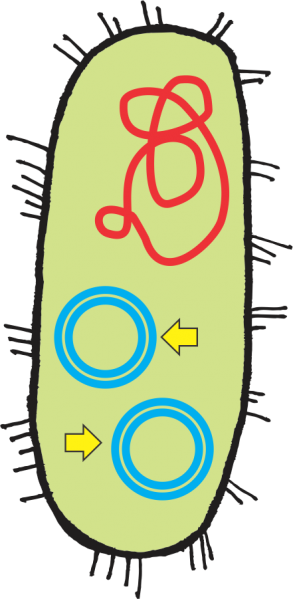 Txt File Will Be Uploaded To A Server, And Will Be - Txt File Will Be Uploaded To A Server, And Will Be (293x599)