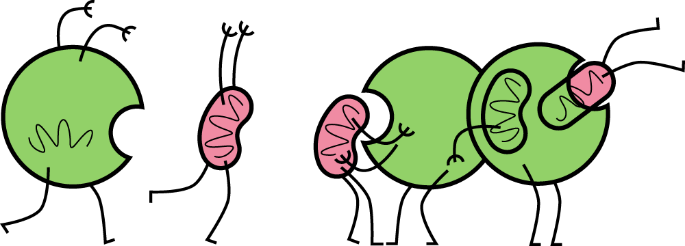Phagocytosis Cartoon, - Mitophagy Cartoon (1000x360)