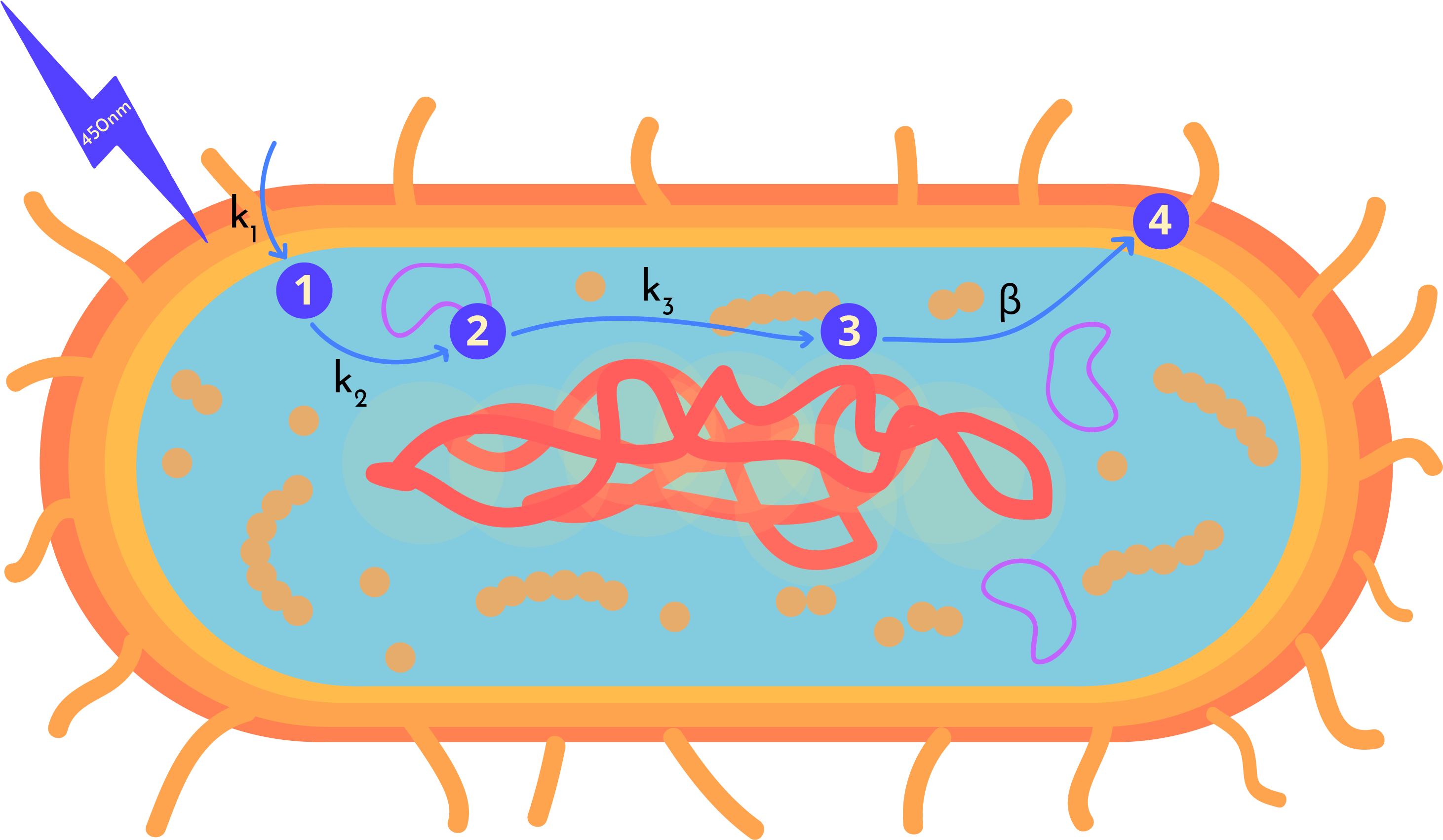 We Decided To Divide Our Model Into Four Main Steps - Boat (2933x1711)