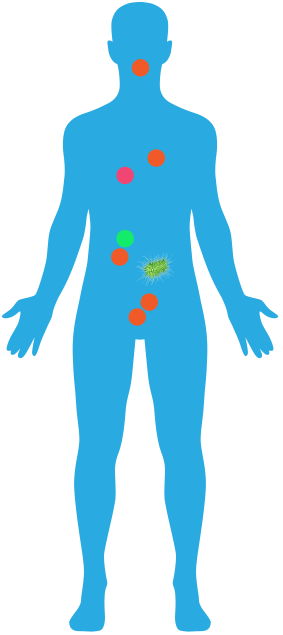 Radon - Human Body Icon (283x635)
