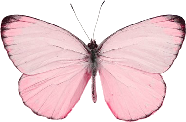 Butterfly Clipart Transparent Background - Butterfly Tumblr Png (400x400)