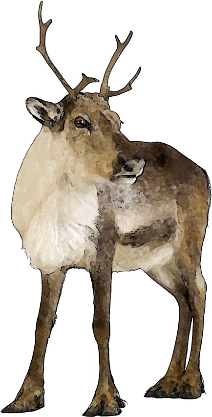 Lemur Clip Art - Real Reindeers (592x900)