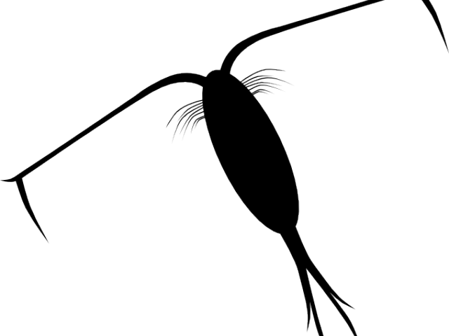 Plankton Cliparts - Plankton Ada Dunia Nyata (640x480)