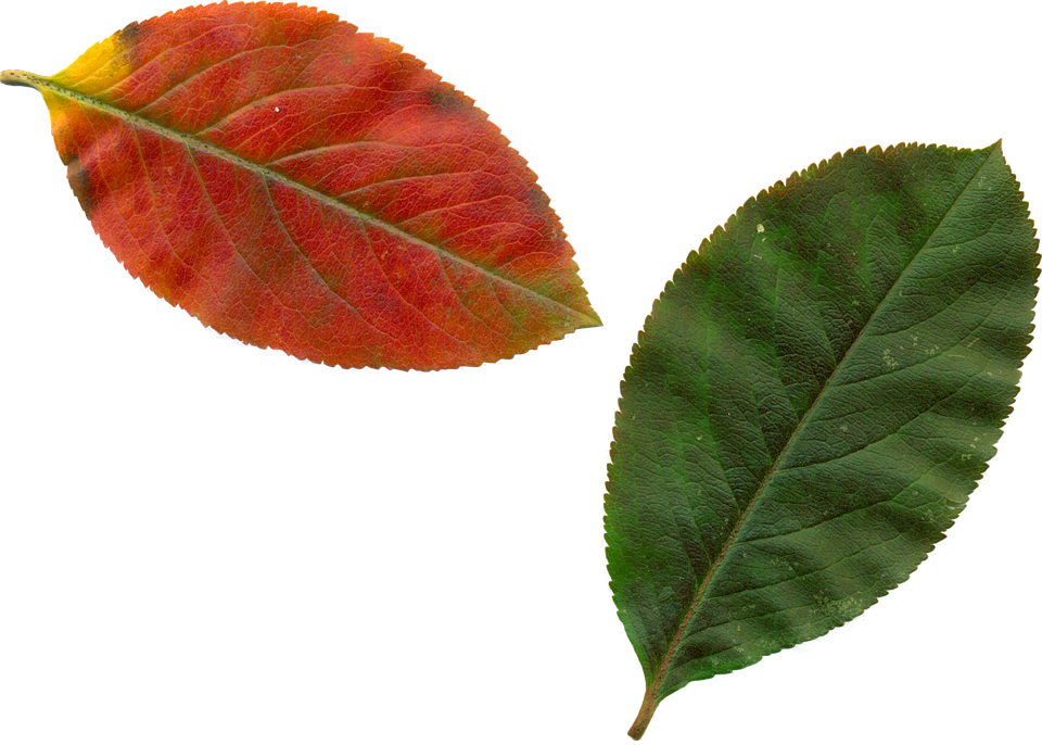 Leaves Clip Art 7, - Feuille D Arbre Automne (960x686)