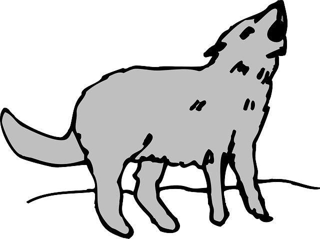 Gray, Cartoon, Art, Animal, Coyote, Howling - Black And White Coyote Images Png (640x478)