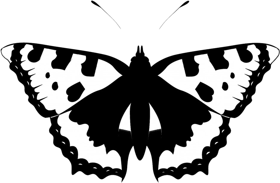 Black White Butterfly Silhouette - Butterflies White Silhouette Png (945x623)