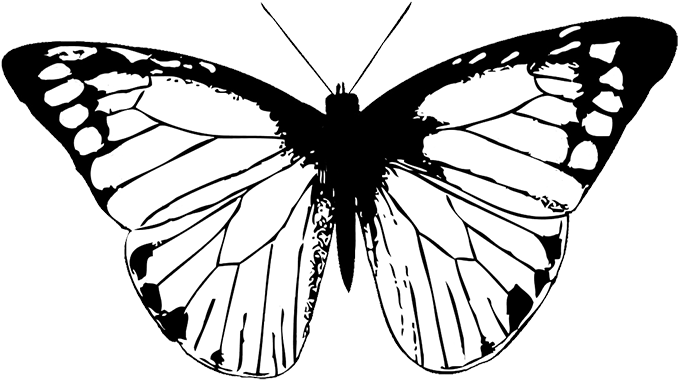 Butterfly Black Butterfly Clipart Png - Butterfly Wing Black And White (709x496)