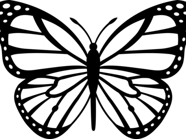 Butterfly Drawings Black And White - Butterfly Drawing Png (640x480)