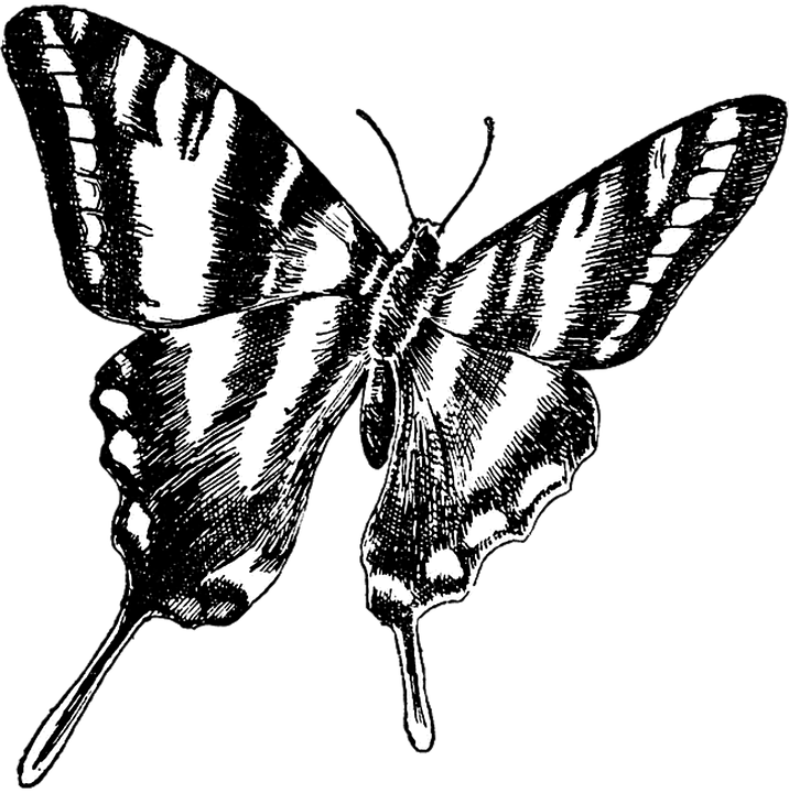 Black And White Butterflies Pictures 24, Buy Clip Art - Share Your Passion Quotes (716x720)