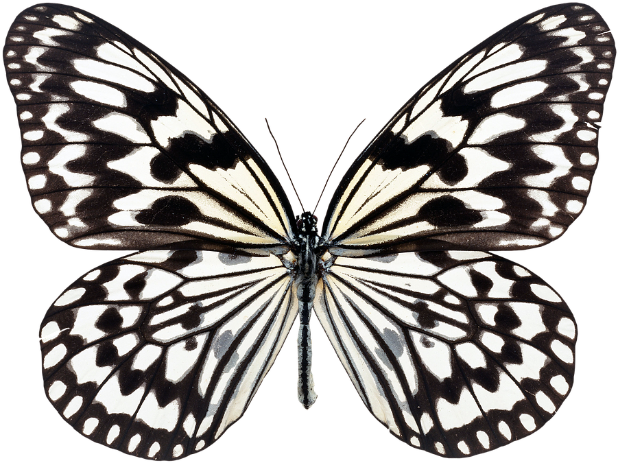 Black And White Butterfly Images - Yellow And Black Butterfly (957x720)