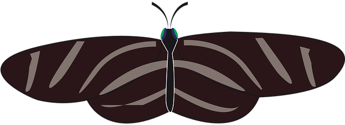 Butterfly, Insect, Animal, Black, White - Zebra Butterfly Shower Curtain (680x340)