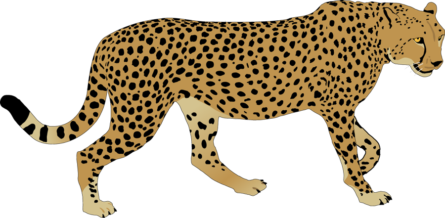 Cheetah Clip Art 18 Cliparts - Cheetah (900x441)