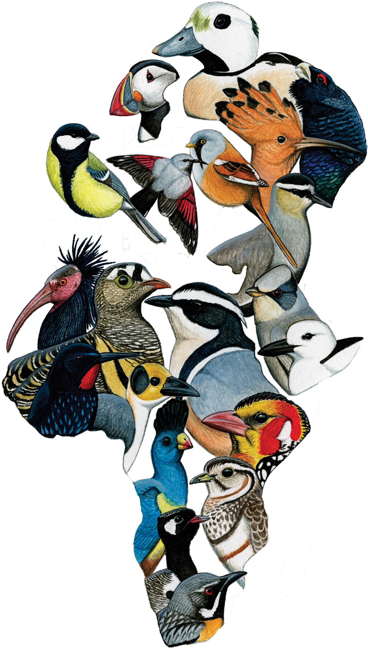 This Month's Ebirder Of The Month Challenge, Sponsored - Global Big Day 2018 Colombia (1407x2215)