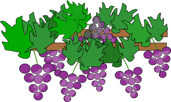 Cartoon, Clip Art 2015, Fruit, Grapes - Grape Vines Clipart (569x340)