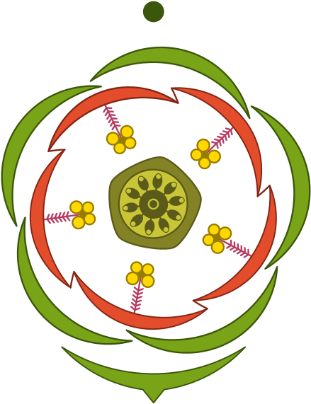 Floral Diagram Pdf Inspirational Floral Diagram Wikiwand - Floral Diagram (460x592)
