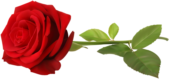 Love Red Rose Single Png Clip Art - Rose Transparent Png (600x283)
